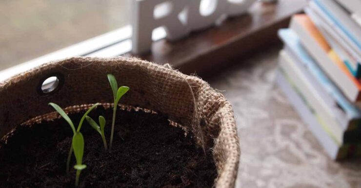 Come eliminare i moscerini nella terra di un vaso