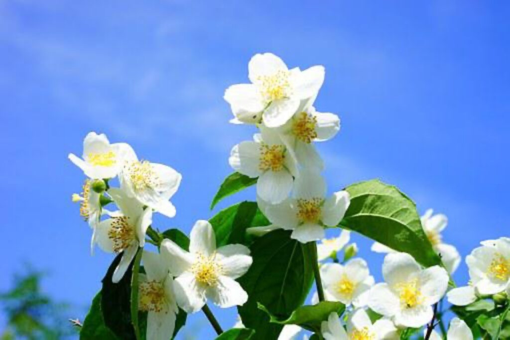 Olio di gelsomino per i capelli