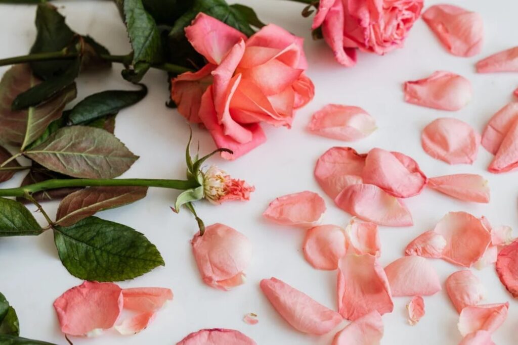 Acqua di rose sui capelli