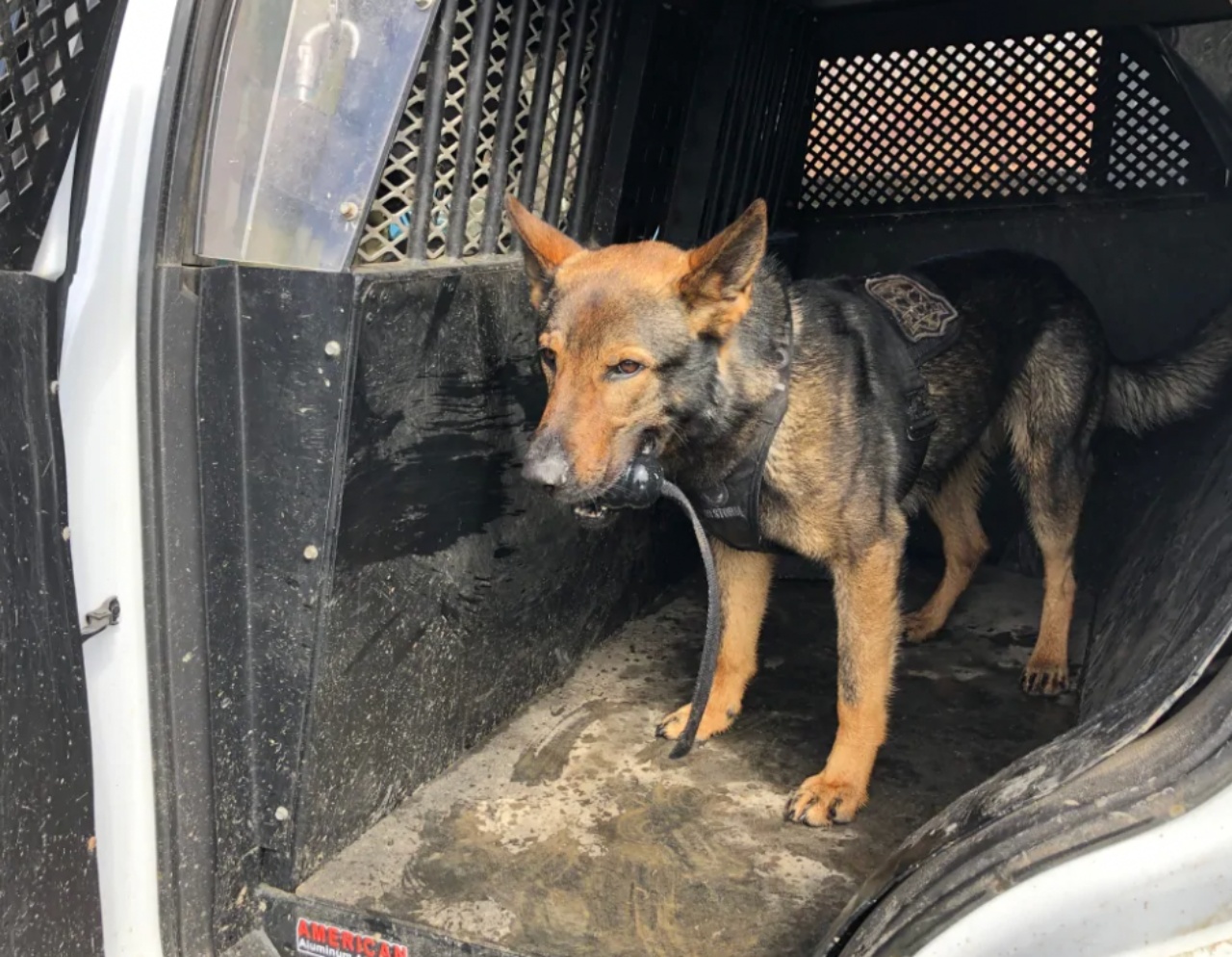 Bambina ritrovata da cane poliziotto