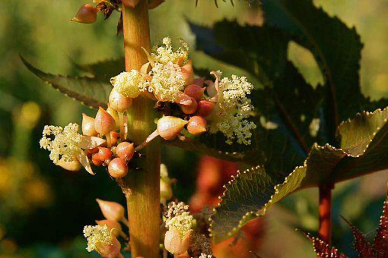 Olio di ricino per capelli