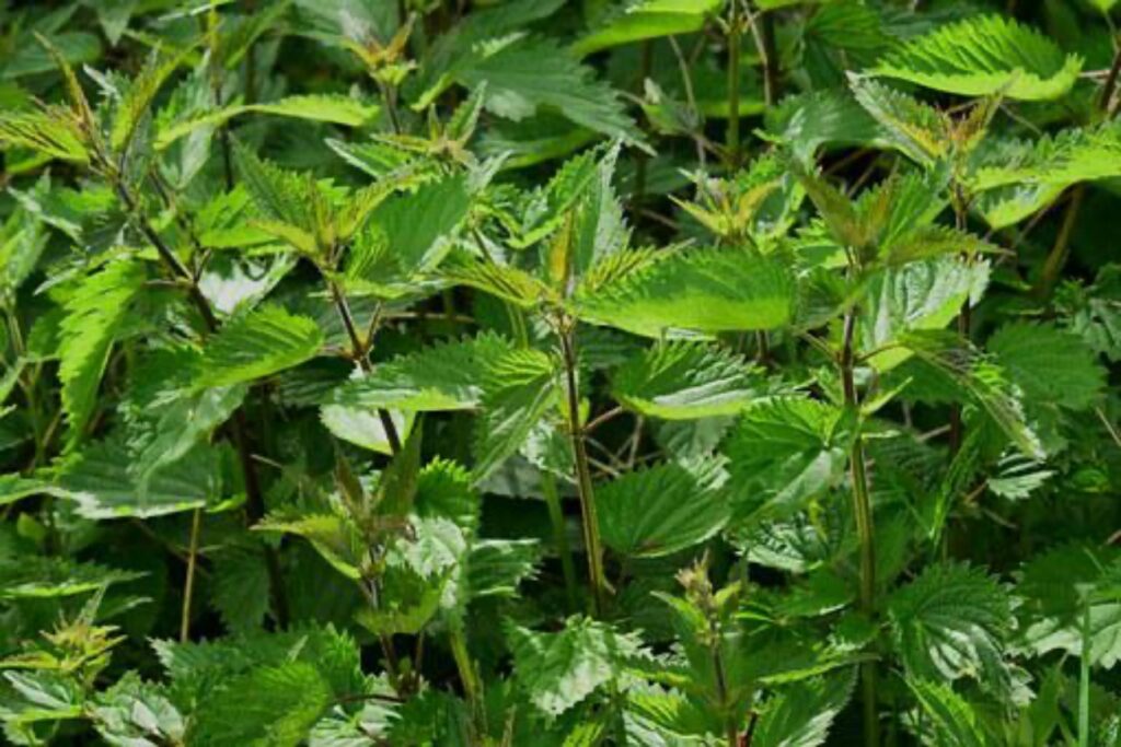 Benefici dell'ortica sui capelli