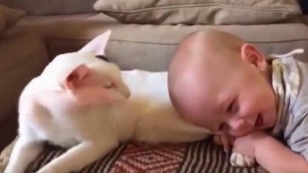 Gatto e neonato virali sul web dopo la pubblicazione di un video davvero unico
