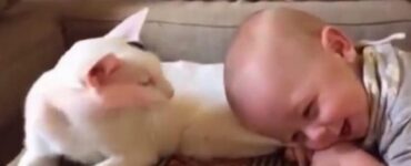 Gatto e neonato virali sul web dopo la pubblicazione di un video davvero unico