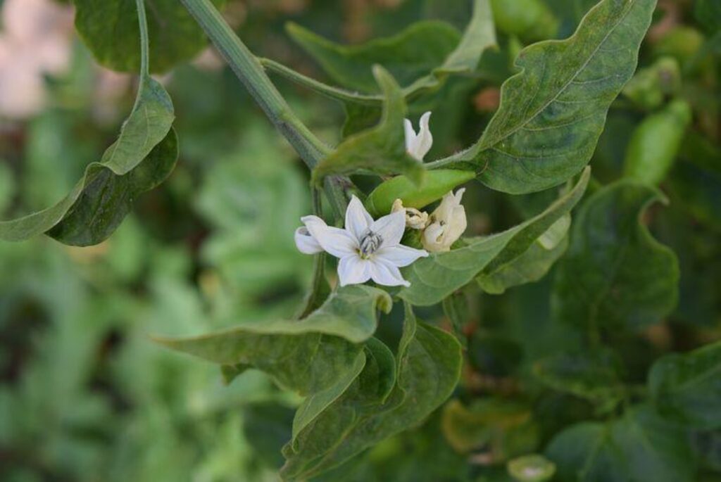 Benefici fiori di Caienna per capelli