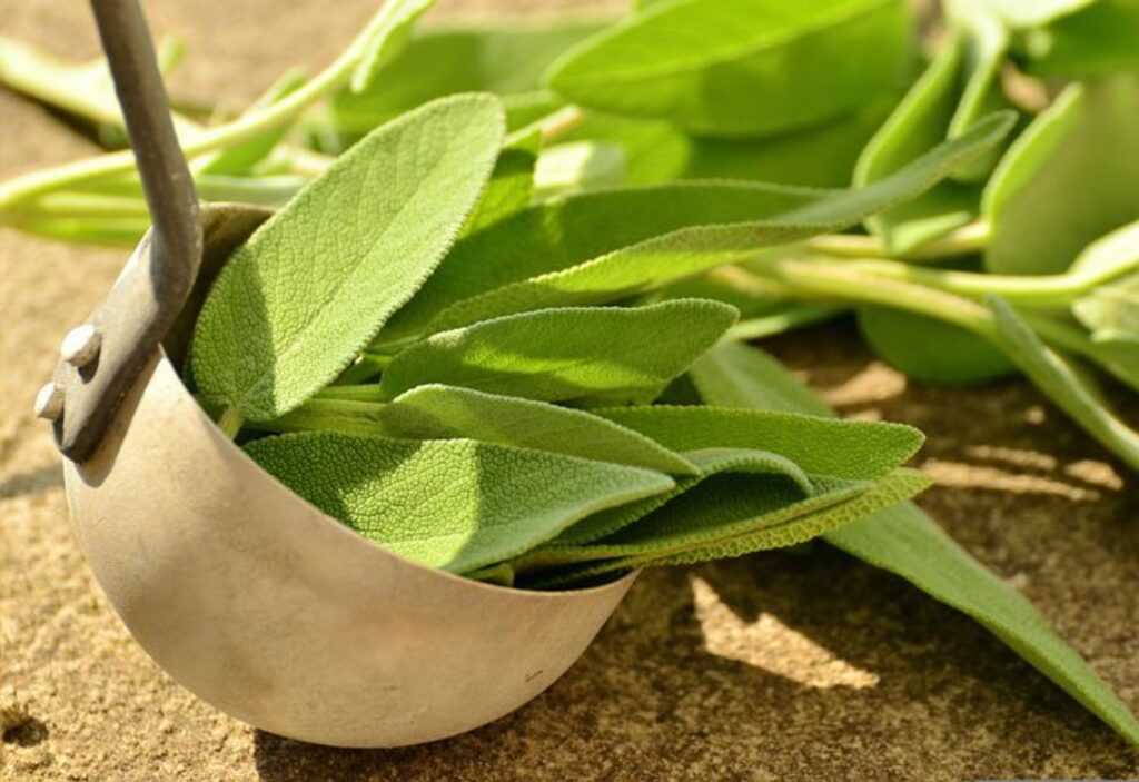 Piante contro la caduta dei capelli