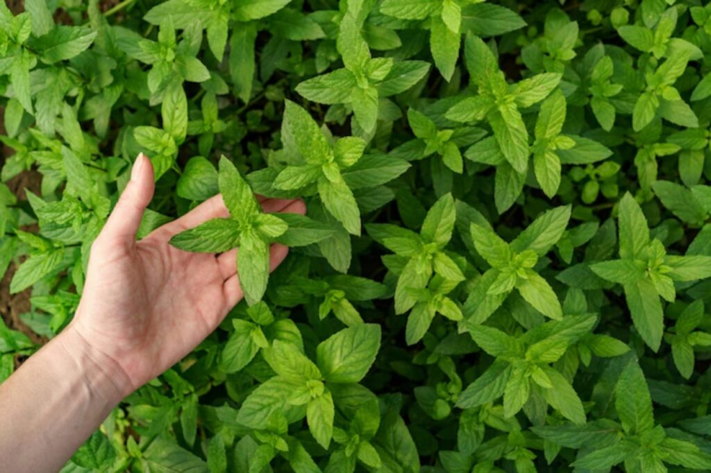 Ricetta shampoo alla menta