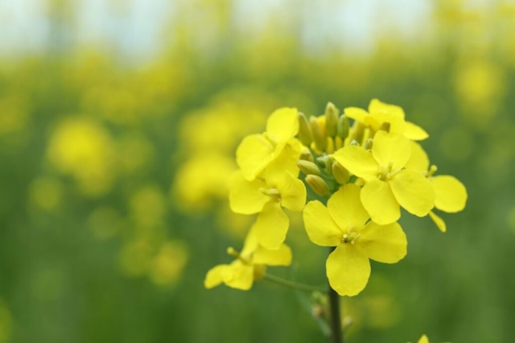 Benefici olio di canola