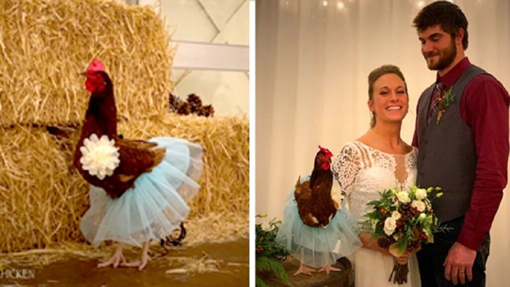 Pollo come damigella d'onore al matrimonio