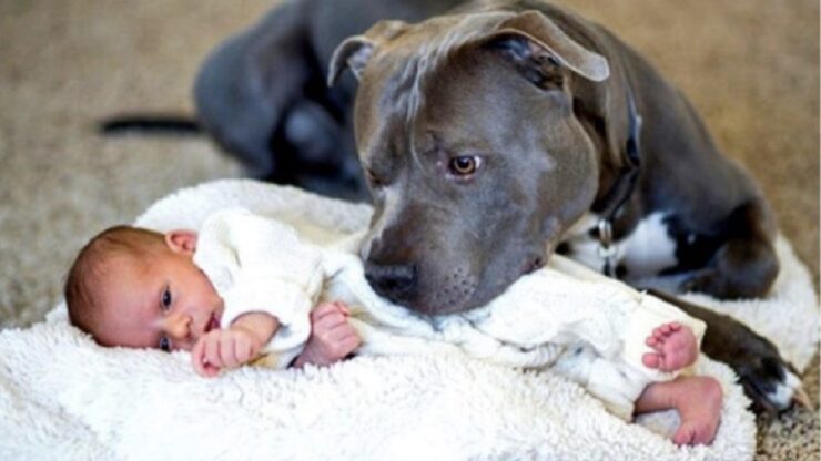 amicizia tra pitbull e neonato