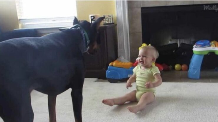 Dobermann e bambina