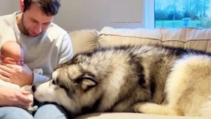 grande husky conosce neonato