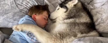 husky bambino letto