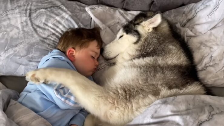 husky bambino letto