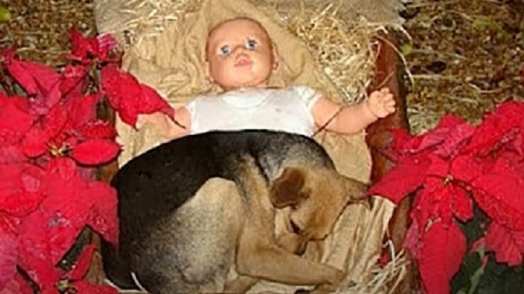 randagio presepe