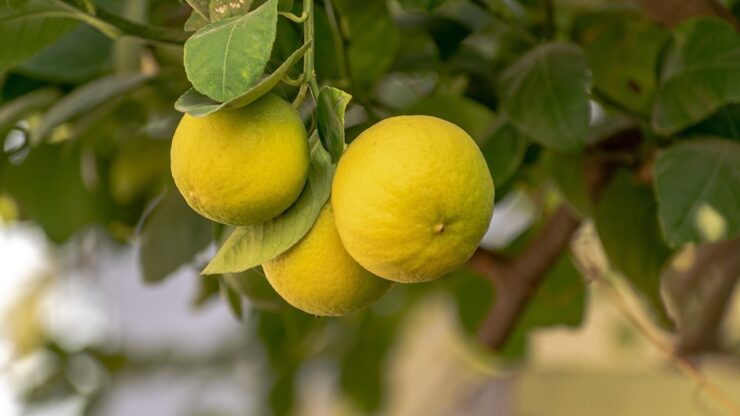 limone