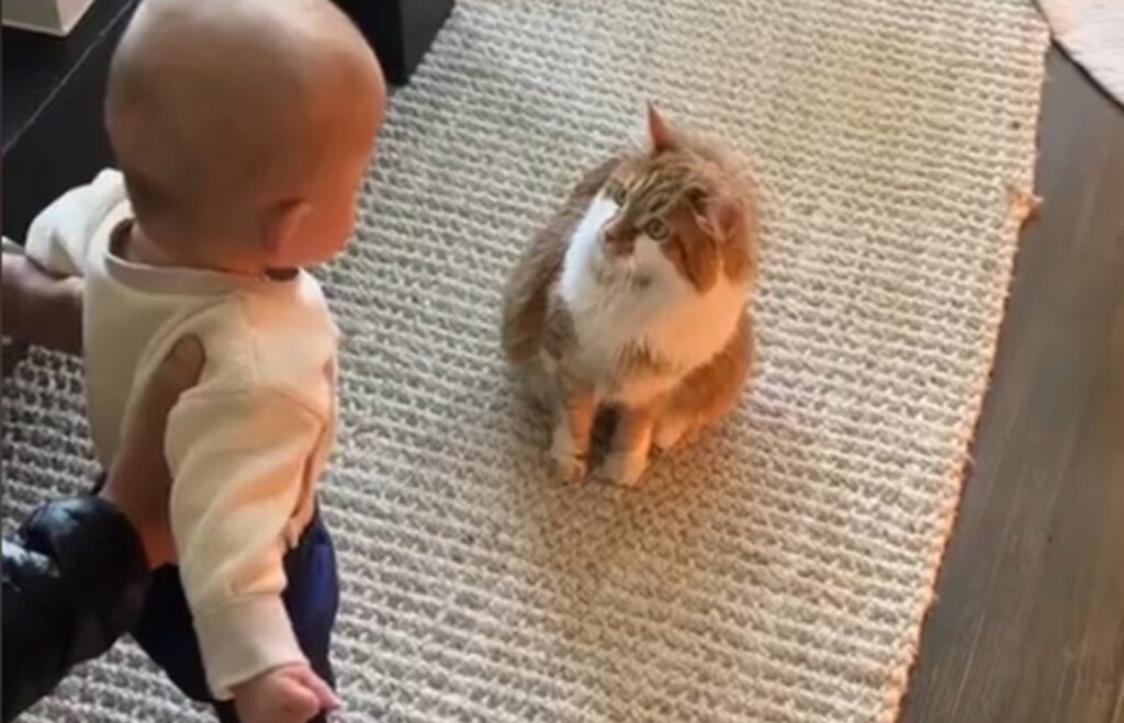 gatto bambino incontro