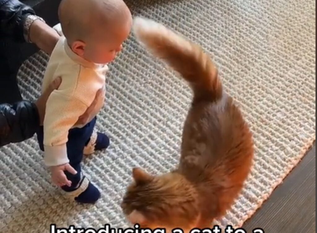 gatto bambino incontro