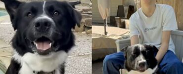 cane stanza figlio