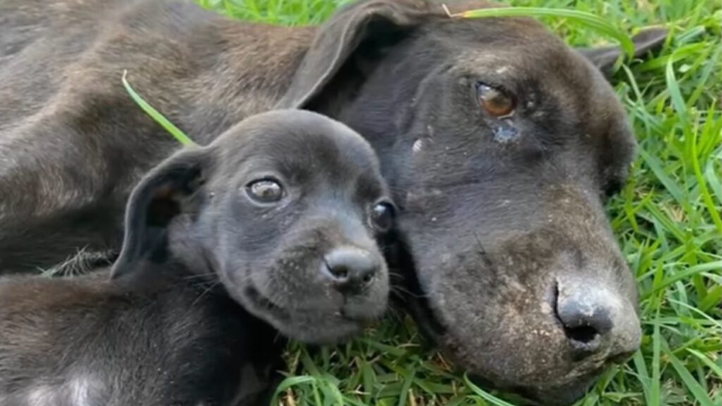 mamma cagnolina