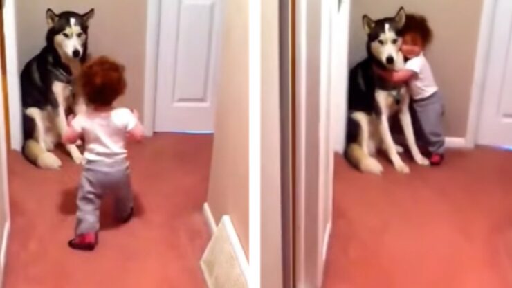 aspirapolvere husky